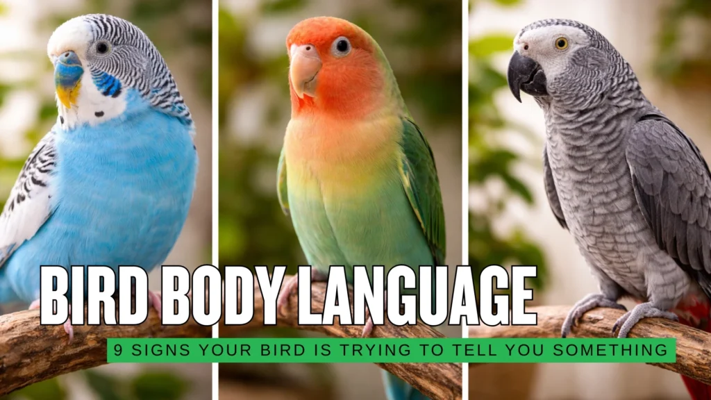 Bird Body Language Explained 9 Signs Your Bird Is Trying to Tell You Something