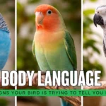 Bird Body Language Explained 9 Signs Your Bird Is Trying to Tell You Something