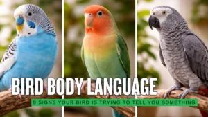 Bird Body Language Explained 9 Signs Your Bird Is Trying to Tell You Something