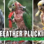 Bird Feather Plucking Why It Happens and How to Stop It Fast
