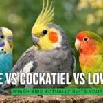 Budgie vs Cockatiel vs Lovebird Which Bird Actually Suits Your Lifestyle