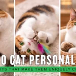 Calico Cat Personality 7 Traits That Make Them Uniquely Charming