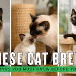 Siamese Cat Breed 10 Things You Must Know Before You Adopt